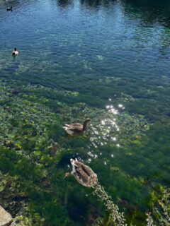 Επιστροφή στη φύση! 🐓🐄🐐🐇🐖🪿🦆
📍Σάμη, Κεφαλονιά

#islandlife #kefalonia #slowliving #march #nature